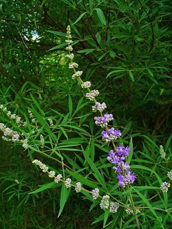 Vitex agnus-castus 002.JPG