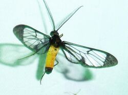 Wasp Moth. Cosmosoma species. (orathidia^) Arctiidae - Flickr - gailhampshire.jpg
