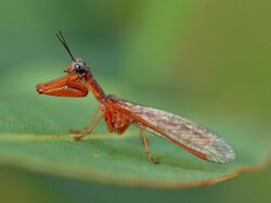 Wierdly beautiful - A Mantisfly (4108130071).jpg