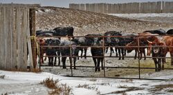 Wyoming Cattle - panoramio.jpg
