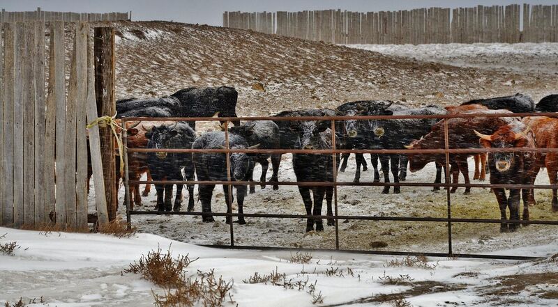 File:Wyoming Cattle - panoramio.jpg