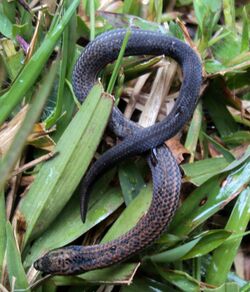 (Aspidura trachyprocta) Common rough-side Snake.jpg
