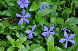 Გველის სურო Vinca herbacea Periwinkle.JPG