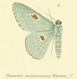 06-Dioscore melanomma Warren.JPG