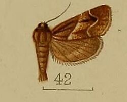 42-Bostra mesoleucalis Hampson, 1912.JPG