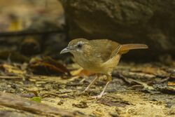 Abbott's babbler (Malacocincla abbotti).jpg