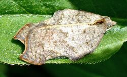 Acleris emargana.jpg