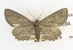 Aethaloida packardaria -25941, Det. R. Hannawacker, Glen Ivy, California. 7 October 1937, D. Bulgrin (49551158672).jpg