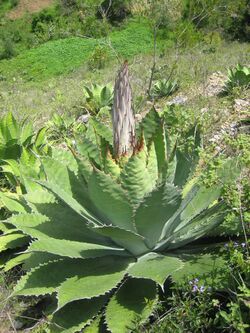 Agave cupreata.jpg