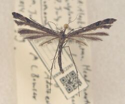 Amblyptilia pica.jpg