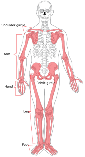 Appendicular skeleton diagram.svg