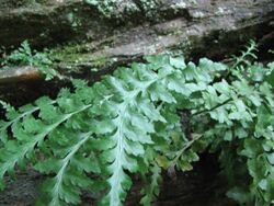 Clump of fern leaves on rocks, pinnatifid with lobed or undulate pinnae