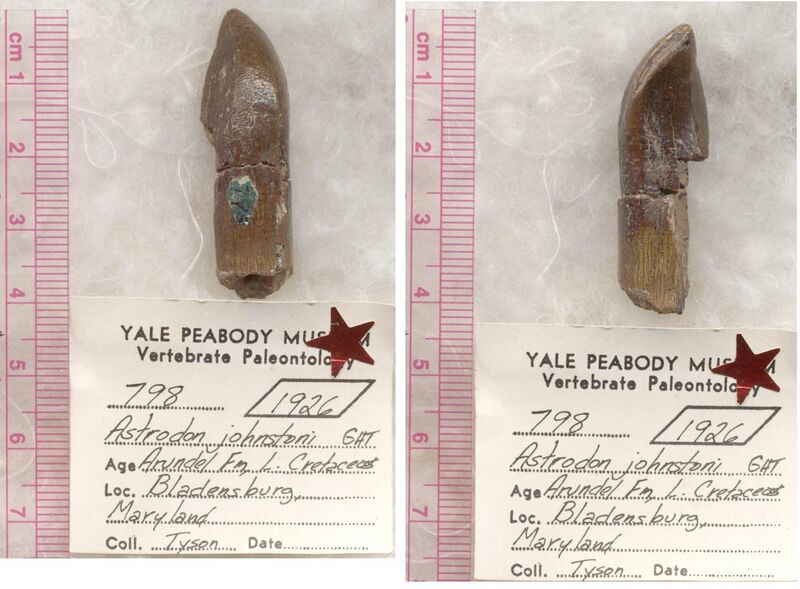 File:Astrodon holotype tooth.jpg