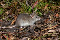 Australian Bush Rat 5783.jpg