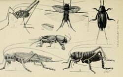 Australian insects (Plate VII) (7268224644).jpg
