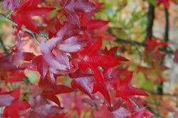 Autumn Leaves (Liquidambar Styraciflua) (2966992728).jpg