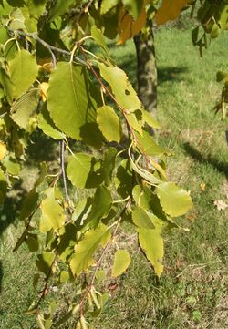 Betula lenta subsps lenta 01-10-2005 14.53.56.JPG