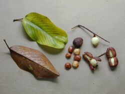 Bhesa indica leaves fruits seeds.jpg