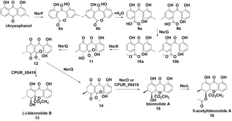 Biosynthesis of tetrahydroxanthones by the nsr cluster as elucidated by Yudai Matsudo and Xingxing Wei in 2020.png