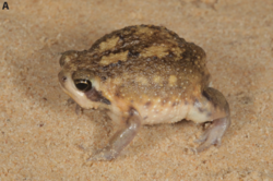 Breviceps carruthersi.png