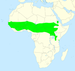 Brown-backed woodpecker distribution map.svg