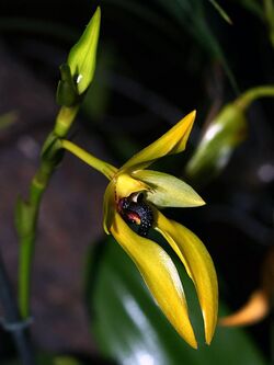 Bulbophyllum carunculatum Orchi 17.jpg