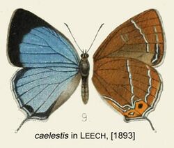 Caelestis inLeech1893.jpg