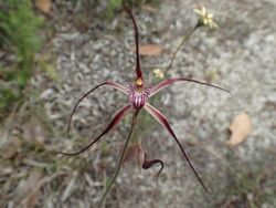 Caladenia chapmanii (3).jpg