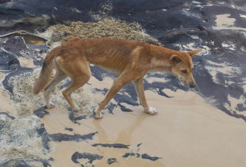 File:Canis lupus dingo, Fraser Island.jpg