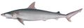 Australian blackspot shark (Carcharhinus coatesi)