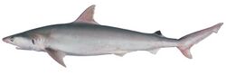 Carcharhinus coatesi csiro.jpg