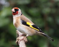 Carduelis carduelis close up.jpg