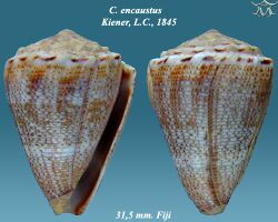 Conus encaustus 1.jpg