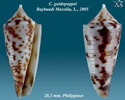 Conus guidopoppei 1.jpg