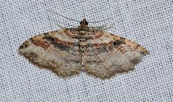 Costaconvexa centrostrigaria – Bent-line Carpet Moth (13943914507).jpg