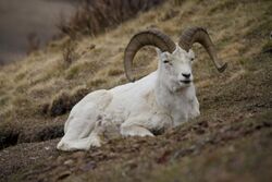 Dall Sheep ram (male adult)