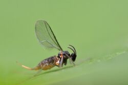 Dasineura brassicae adult (24562493456).jpg