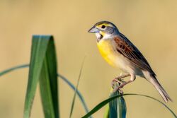 Dickcissel (257310149).jpeg