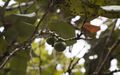 Diospyros egrettarum fruits Ile aux Aigrettes 0387.jpg