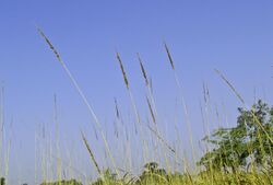 Elephant Grass in Kaziranga National Park.jpg
