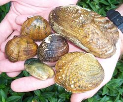 Endangered freshwater mussels (8003788857).jpg