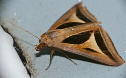 Erebid Moth (Trigonodes cephise) female (23805809246).jpg