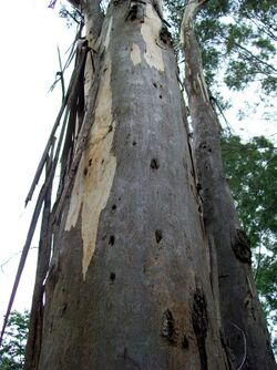 Eucalyptus amplifolia trunk.jpg