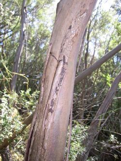 Eucalyptus imlayensis stem.JPG