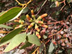 Eucalyptus utilis IMG 20181013 134439.jpg