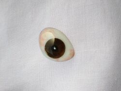 Eye-prosthesis-brown.jpg