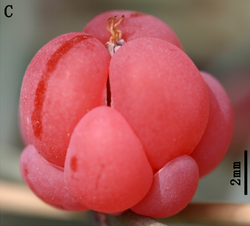 Female cone of Ephedra intermedia - journal.pone.0053652.g002-C.png