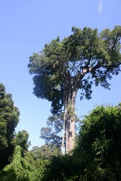 Ficus burtt-davyi00.jpg