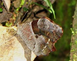 Fiery Satyr (Lasiophila orbifera), Arvi Park, Colombia.jpg