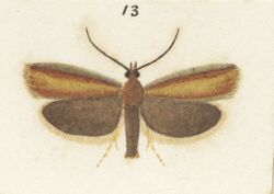 Fig 13 MA I437624 TePapa Plate-XXV-The-butterflies full (cropped).jpg